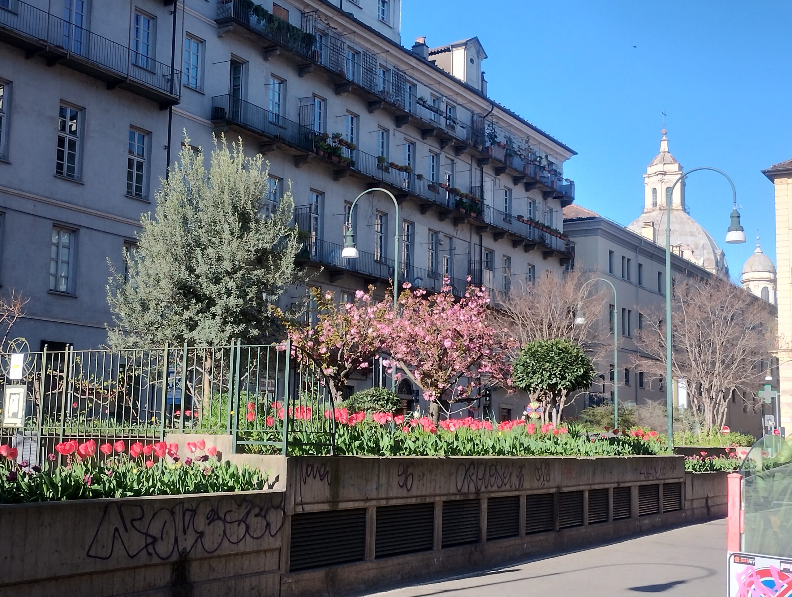 piazza con fioritura 1